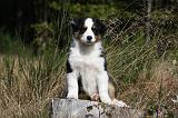 BERGER AUSTRALIEN PUPPIES 568